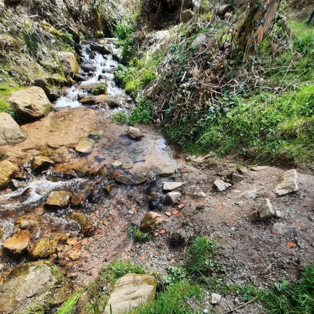 Bach Wald