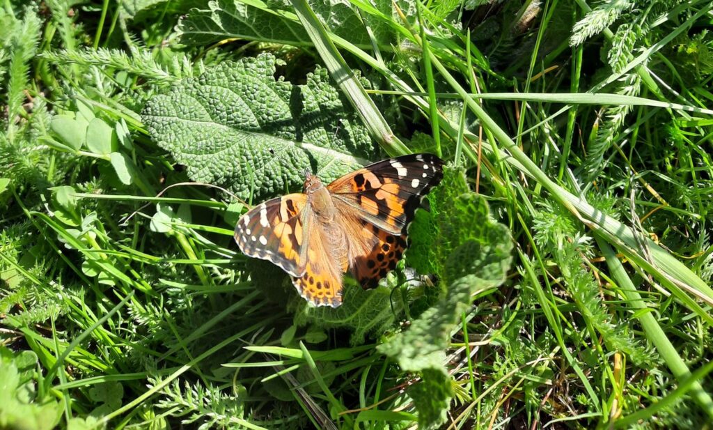 Schmetterling