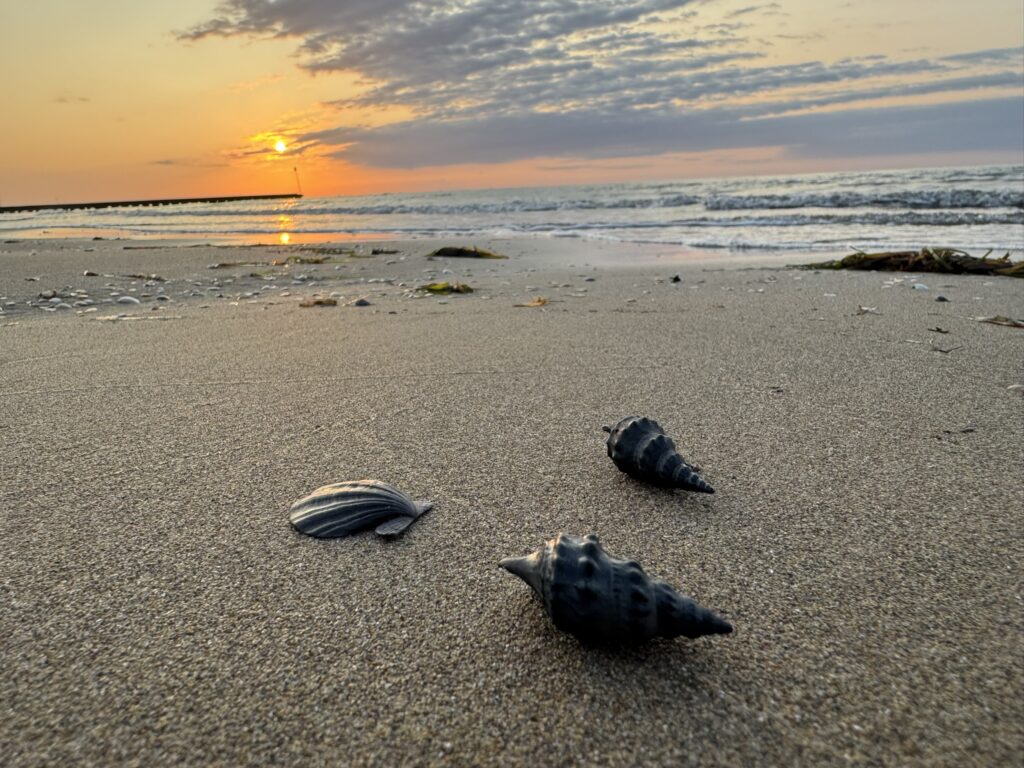 Sonnenaufgang Strand Muscheln