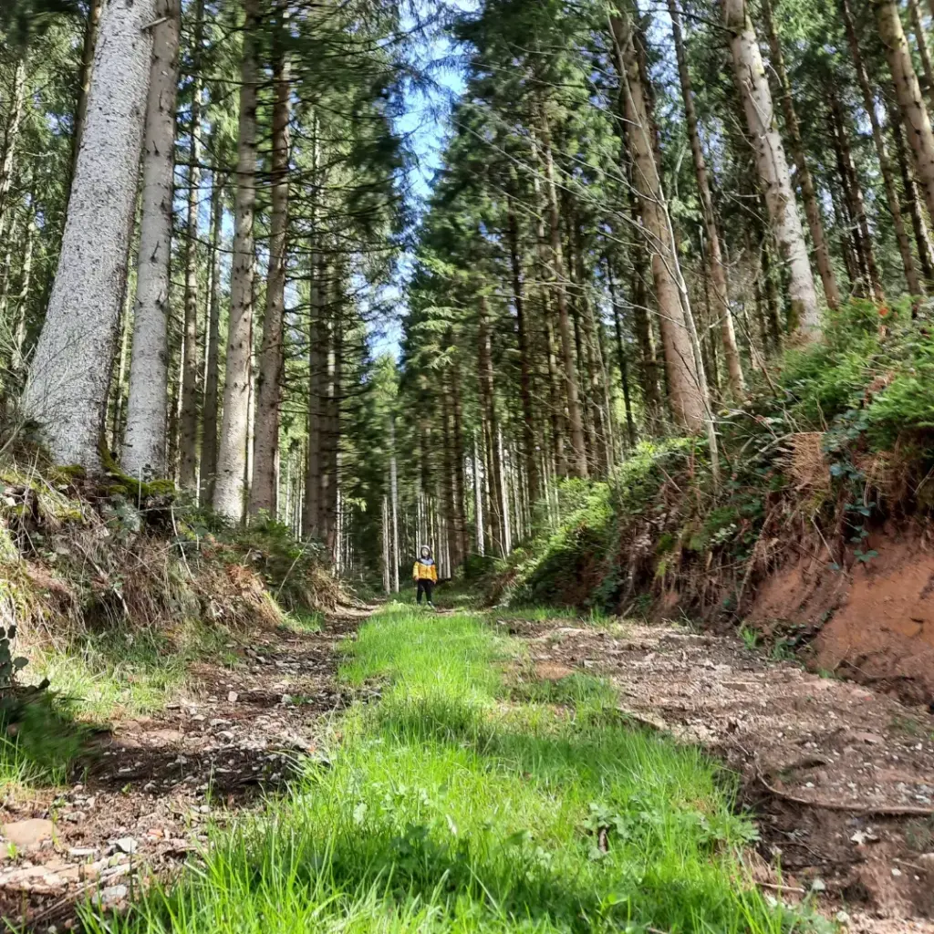 Wandern im Wald